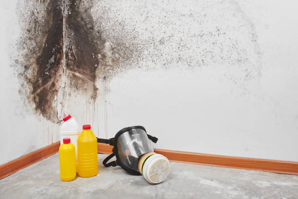 Best Mold Inspection  in Aust, IN