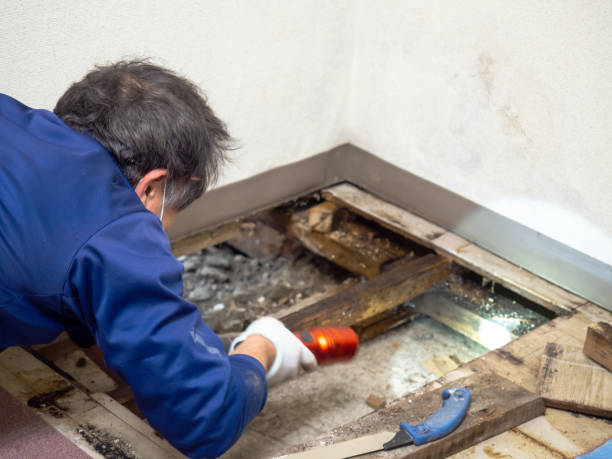 Best Office Mold Removal Services  in Aust, IN