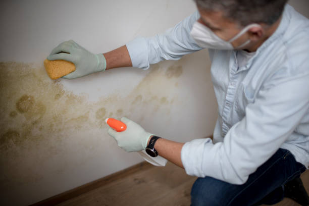 Best Home Mold Removal  in Aust, IN