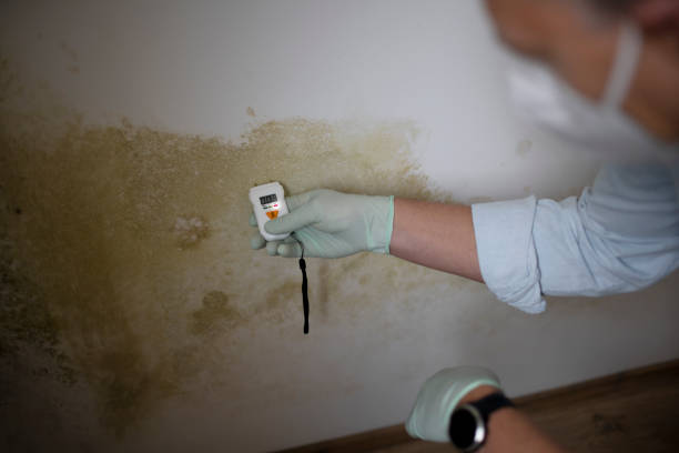 Best Local Mold Removal Service  in Aust, IN
