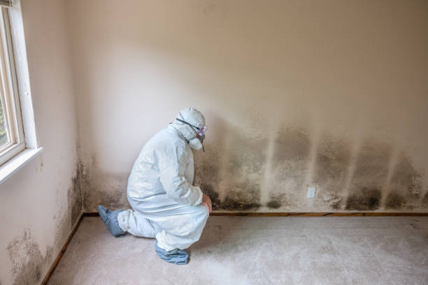 Best Home Mold Removal  in Aust, IN