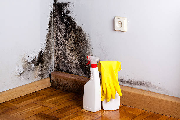 Best Best Mold Removal Companies  in Aust, IN