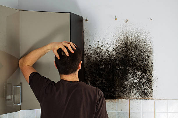 Best Black Mold Removal  in Aust, IN